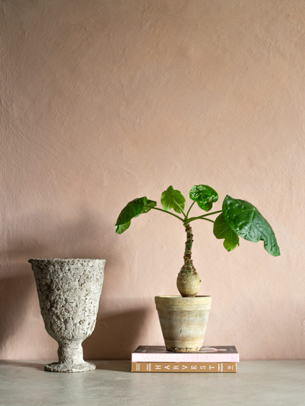 Floria - Image 3